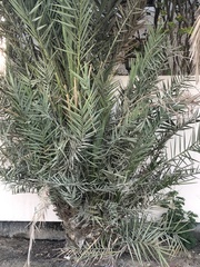 Phoenix dactylifera