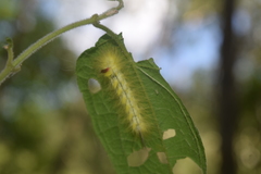 Apatelodidae