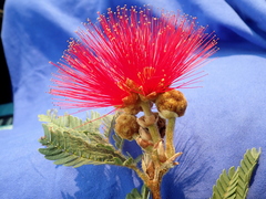 Calliandra dysantha