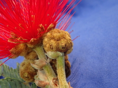 Calliandra dysantha