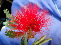 Calliandra dysantha