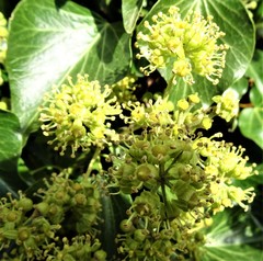 Hedera helix