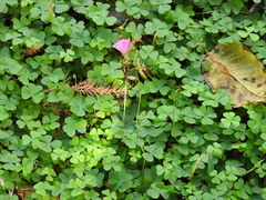 Oxalis hispidula