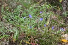 Echium vulgare