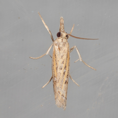 Fissicrambus quadrinotellus