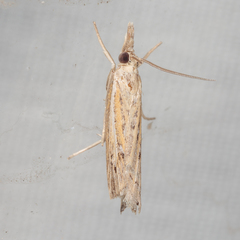 Fissicrambus quadrinotellus