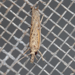 Fissicrambus quadrinotellus