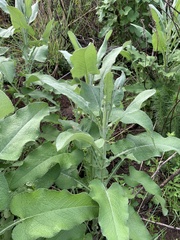 Senecio panduriformis