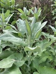 Senecio panduriformis