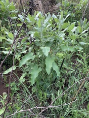 Senecio panduriformis