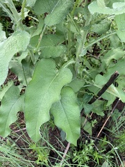 Senecio panduriformis