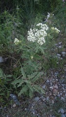 Parthenium bipinnatifidum
