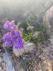 Pseudoselago serrata