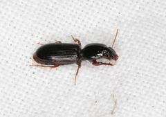 Clivina