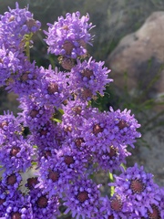 Pseudoselago serrata