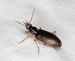 Platynini