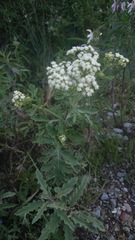 Parthenium bipinnatifidum