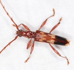 Coptocercus aberrans