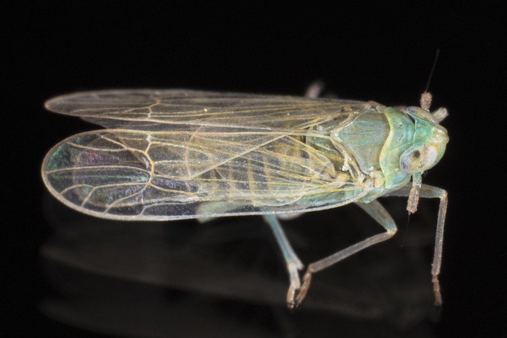 Chloriona sicula