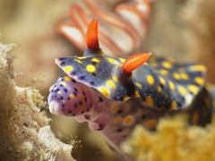 Hypselodoris roo