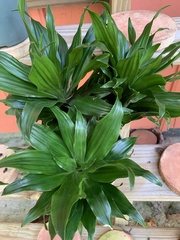 Dracaena fragrans compacta