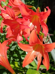 Hippeastrum petiolatum