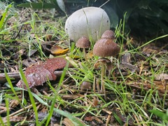 Psathyrella