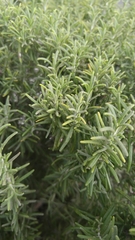 Rosmarinus