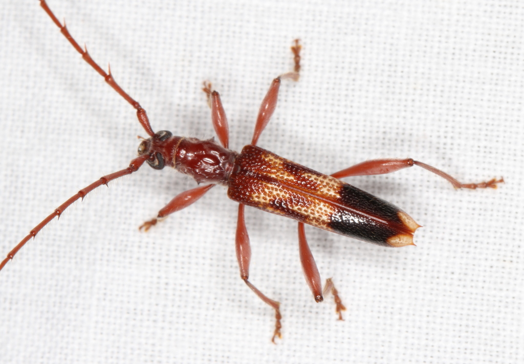 Coptocercus aberrans