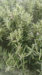 Rosmarinus