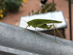 Phaneroptera