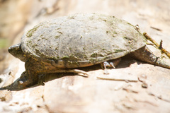 Kinosterninae