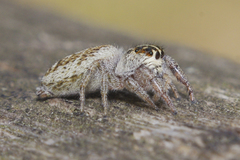 Macaroeris nidicolens