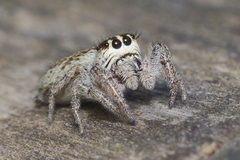 Macaroeris nidicolens