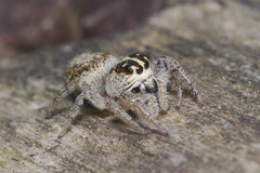 Macaroeris nidicolens