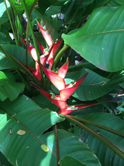Heliconia bihai