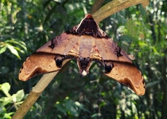 Amplypterus panopus