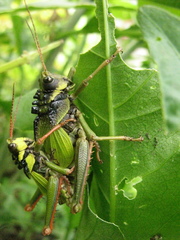 Cibotopteryx