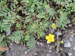 Sibbaldianthe orientalis