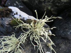 Ramalina cuspidata