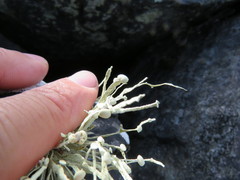 Ramalina cuspidata