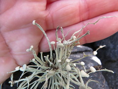 Ramalina cuspidata