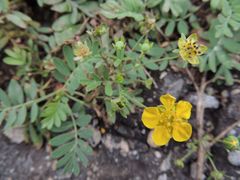 Sibbaldianthe orientalis