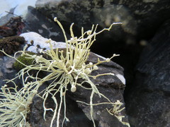 Ramalina cuspidata