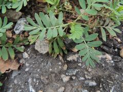 Sibbaldianthe orientalis