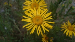 Grindelia greenmanii
