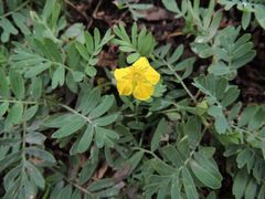 Sibbaldianthe orientalis