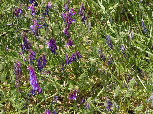 Image of Vicia eriocarpa by (c) Shaun Swanepoel, some rights reserved (CC BY)