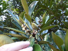 Quercus myrsinifolia