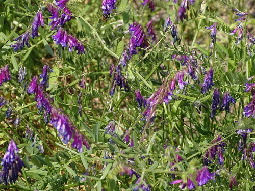 Image of Vicia eriocarpa by (c) Shaun Swanepoel, some rights reserved (CC BY)